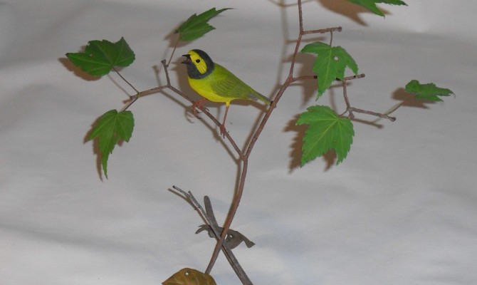 Hooded warbler on branch