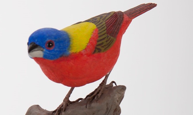 Painted Bunting on Stump